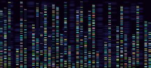 Genomic analysis visualisation credit Tetiana Lezunova