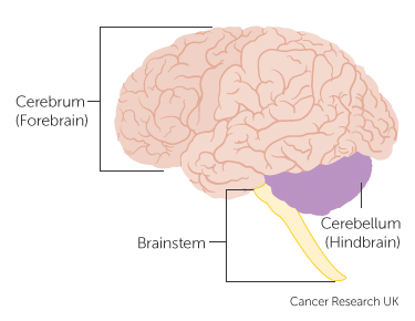Diagram showing some of the main parts of the brain