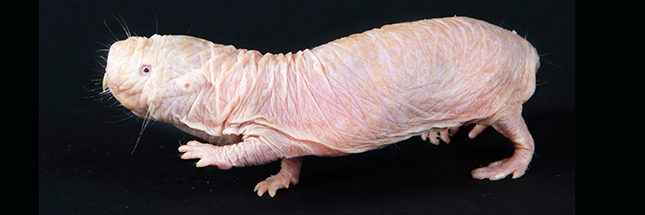 Naked mole-rat (credit Mehgan Murphy, Smithsonian's Nat)