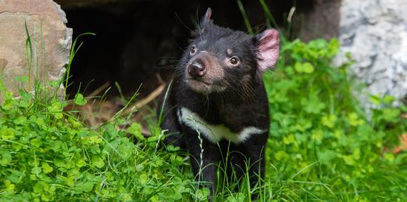 Tasmanian devil Credit: Mathias Appel